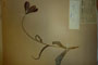 Tulipa rhodopaea Vel. var. achtarovii Delip. [isotype]