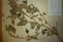 Amaranthus bulgaricus Iv. Kovatch. [holotype]