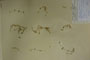 Arenaria rhodopaea Delip. [holotype]
