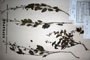 Scrophularia laciniata W. et K. var. macedonica Stoj. [type]