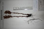Orobanche caryophyllacea Sm. var. macrolepis T.Georg. [lectotype]