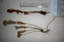 Orobanche esulae Panc. var. bulgarica Stef. [lectotype]