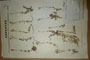 Cerastium rhodopaeum T.Georgieff [lectotype]