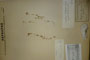 Cerastium rhodopaeum var. glandulosum Т. Georg. [lectotype]