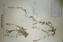 Cerastium alpinum L. var. glandulosum Т. Georg. [isolectotype]