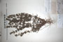 Sideritis montana L. var. intermedia Stoj. [lectotype]