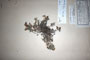 Campanula bulgarica Davidoff [lectotype]