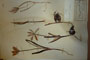 Tulipa orphanidea Helor var. pontica St.St. [lectotype]