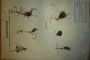 Ornithogalum tenuifolium Guss. tenuifolium Guss. ssp. urumoffii Stoj. [lectotype]