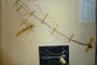 Allium paczoskianum Turz. f. albensfilamentum Ceschm. [holotype]