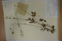 Ranunculus stojanovii Delip. [holotype]