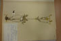 Ranunculus stojanovii Delip. [holotype]