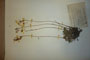 Alyssoides bulgarica (Sagor) Assenov f. glabra Ceschm [holotype]