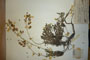 Alyssoides graeca (Razt) Javorka graeca (Razt) Javorka f. hirsuta Ceschm. [holotype]