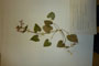 Lunaria annua ssp. pachyrhiza (Borb.) Hayek var. oppositifolia Ceschm. [type]
