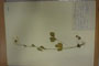 Ranunculus stojanovii Delip. [isotype]
