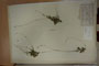 Silene flavescens W.K. f. glabra Stoj. et Stef. [lectotype]