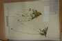 Silene flavescens W.K. f. glabra B.Stef. [lectotype]