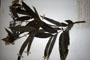 Sambucus ebulus L. ebulus L. var. citrina Ceschm. [holotype]