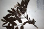 Sambucus ebulus L. ebulus L. var. incarnata [holotype]