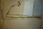 Dianthus urumovianus Stoj. et Stef [lectotype]