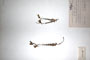 Linaria brachyphylla Delip. [holotype]