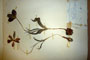 Tulipa pirinica Delip. [holotype]