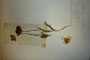Tulipa pirinica Delip. [isotype]