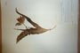 Tulipa splendenss Delip. [isotype]