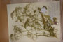 Gypsophila tekirae Stef. var. latifolia Kozh. [type]