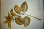 Polygonatum latifolium (Jacq.) Desf. f. variegatum Ceschm. et Delip [holotype]