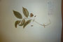Polygonatum latifolium (Jacq.) Desf. f. variegatum Ceschm. et Delip [isotype]