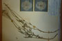 Papaver rhoeas L. var. thracicum Ceschm. & Stojcev [isotype]