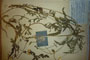 Papaver rhoeas L. var. thracicum Ceschm. & Stojcev [isotype]