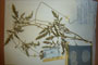 Papaver rhoeas L. var. thracicum Ceschm. & Stojcev [isotype]