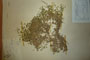 Arenaria rhodopaea Delip. [holotype]