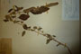 Amaranthus rhodopaeus Iw.Kowatsch. [type]
