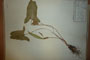 Arum elongatum Stev. flavescens Delip. [type]