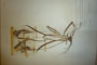 Iris reichenbachii Heuff. reichenbachii Heuff. var. intermedia Ceschm. [holotype]