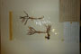 Merendera sobolifera C.A.M. emend. Ceschm. f. atrofilamentosum Ceschm. [type]