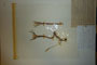Merendera sobolifera C.A.M. emend. Ceschm. sobolifera C.A.M. emend. Ceschm. f. albiflora Ceschm. [holotype]