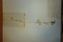 Allium melanantherum Panc. var. bulbilliferum Ceschm. [isotype]
