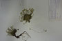 Minuartia recurva (All.) Schinz. et Thell. subsp. recurva var. balcanica Ceschm. & Kiriac var. n. [isotype]