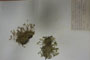 Minuartia recurva (All.) Schinz. et Thell. subsp. recurva var. balcanica Ceschm. & Kiriac var. n. [isotype]
