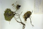 Minuartia recurva (All.) Schinz. et Thell. subsp. recurva var. balcanica Ceschm. & Kiriac var. n. [isotype]