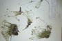 Minuartia recurva (All.) Schinz. et Thell. subsp. recurva var. balcanica Ceschm. & Kiriac [isotype]
