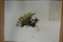 Minuartia recurva (All.) Schinz. et Thell. subsp. recurva 1var. balcanica Ceschm. & Kiriac. [isotype]
