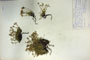Minuartia recurva (All.) Schinz. et Thell. subsp. recurva var. balcanica Ceschm. & Kiriac var. n. [isotype]