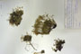 Minuartia recurva (All.) Schinz. et Thell. subsp. recurva var. balcanica Ceschm. & Kiriac var. n. [isotype]