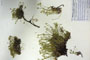 Minuartia recurva (All.) Schinz. et Thell. subsp. recurva var. balcanica Ceschm. & Kiriac var. n. [isotype]